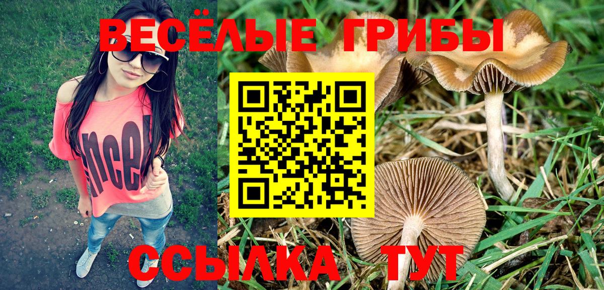 Псилоцибиновые грибы мухоморы  Мурино  наркотики  Псилоцибиновые грибы Magic Shrooms 