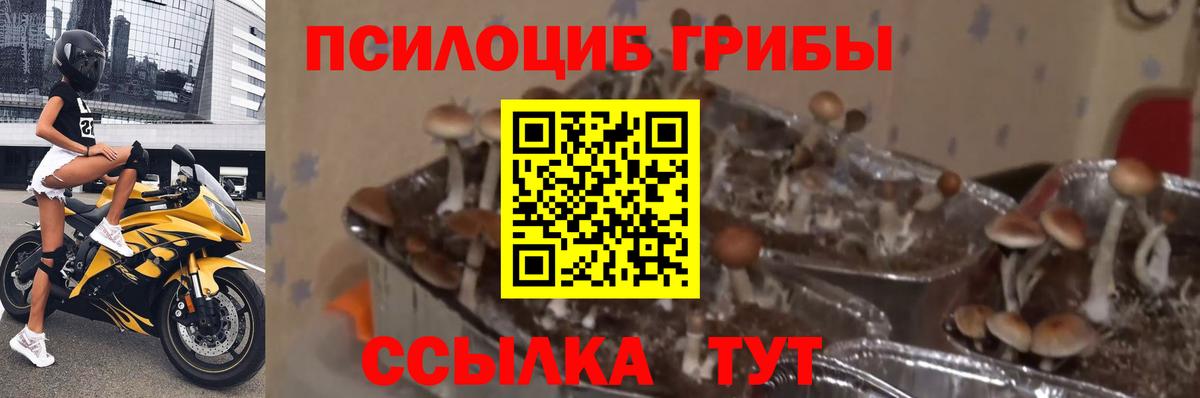 Галлюциногенные грибы GOLDEN TEACHER Мурино